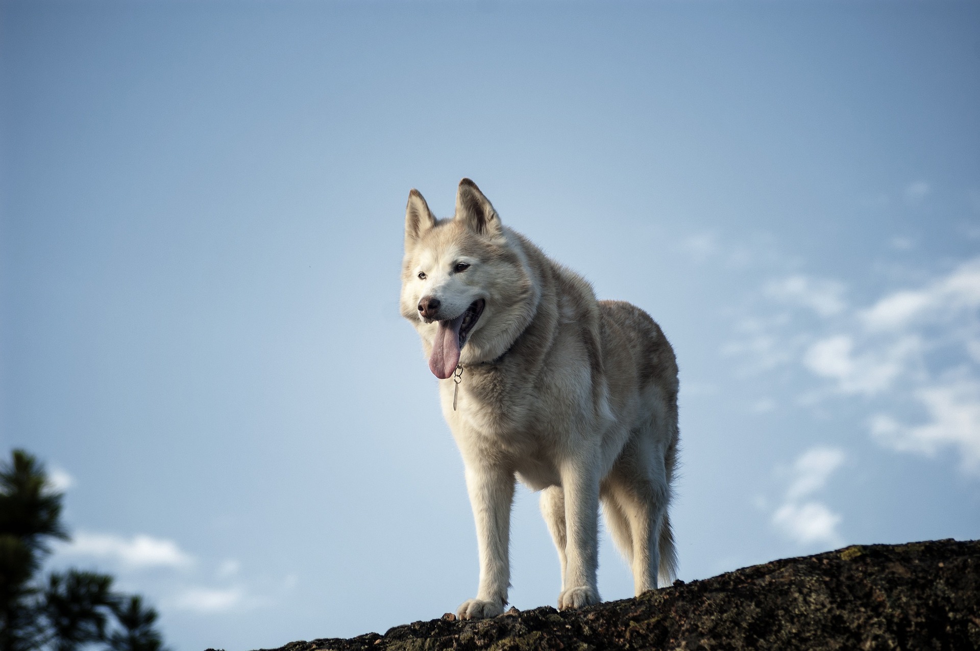 A husky sits atop a rock